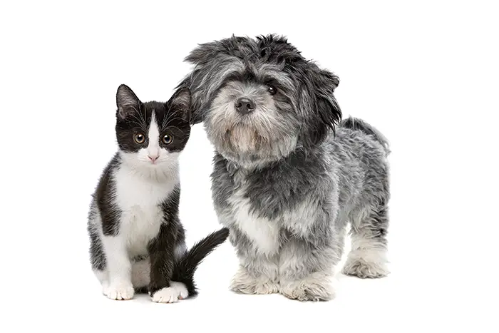 Chat et chien